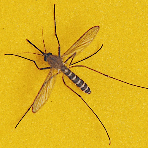 动起来！室内外所有蚊虫孳生地，7招快速清除→