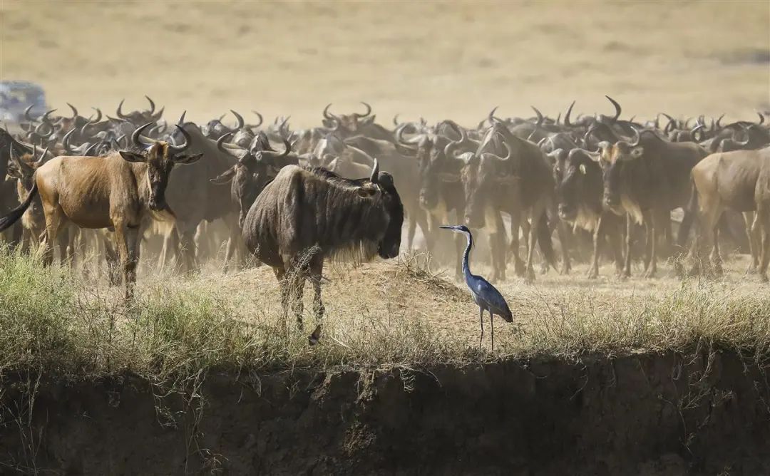 非洲动物大迁徙通道遭游客阻塞，导致角马无法过河甚至受惊摔伤