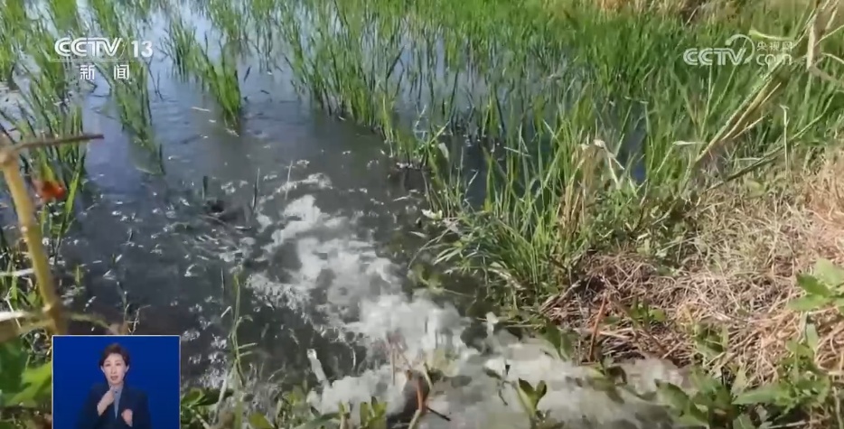 战旱情、保秋收 多部门多管齐下守护粮食安全