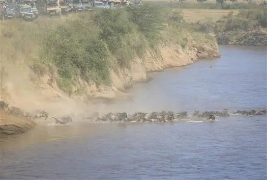 非洲动物大迁徙通道遭游客阻塞，导致角马无法过河甚至受惊摔伤