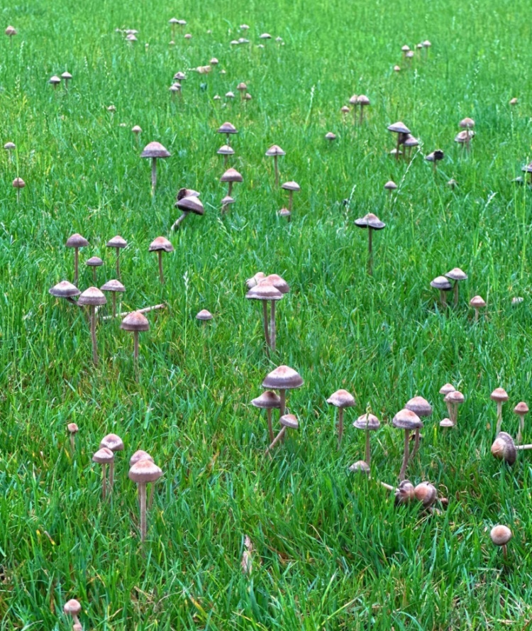 上海街头绿化带长出成片白蘑菇，绿化局：不能采食，吃了白杆杆容易“躺板板”