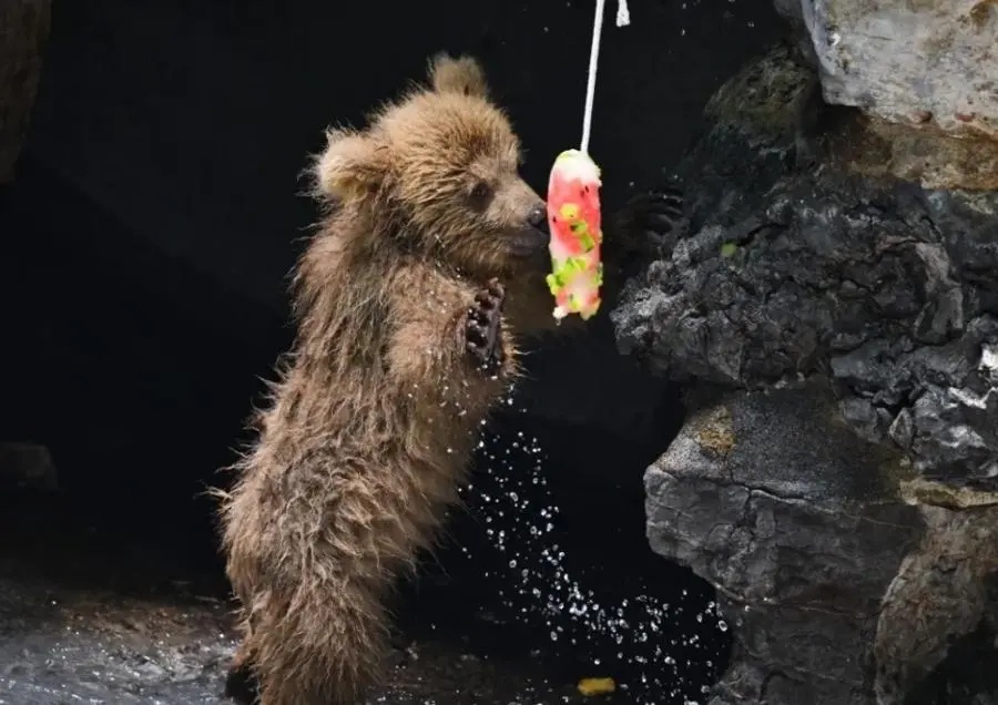 不是爱，是“害”！上海动物园“顶流网红”频遭投喂，甚至还被喂了干燥剂？