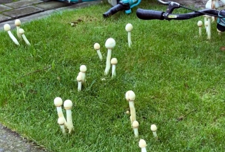 上海街头绿化带长出成片白蘑菇，绿化局：不能采食，吃了白杆杆容易“躺板板”