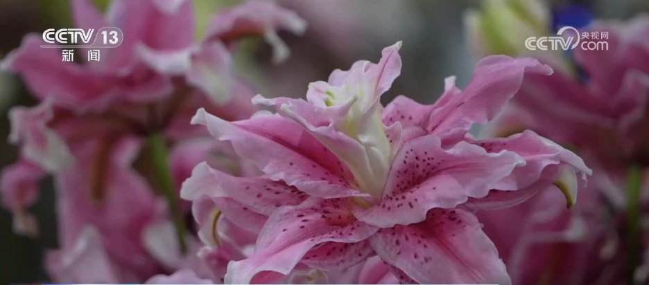 网络“小”切口撬动消费“大”市场 电商助力“美丽经济”绽放新活力 网络“小”切口撬动消费“大”市场 电商助力“美丽经济”绽放新活力