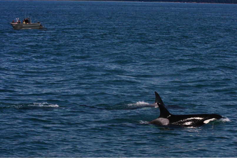 野生杀人鲸要成精！爱给人类投喂食物，还会与人相互推辞