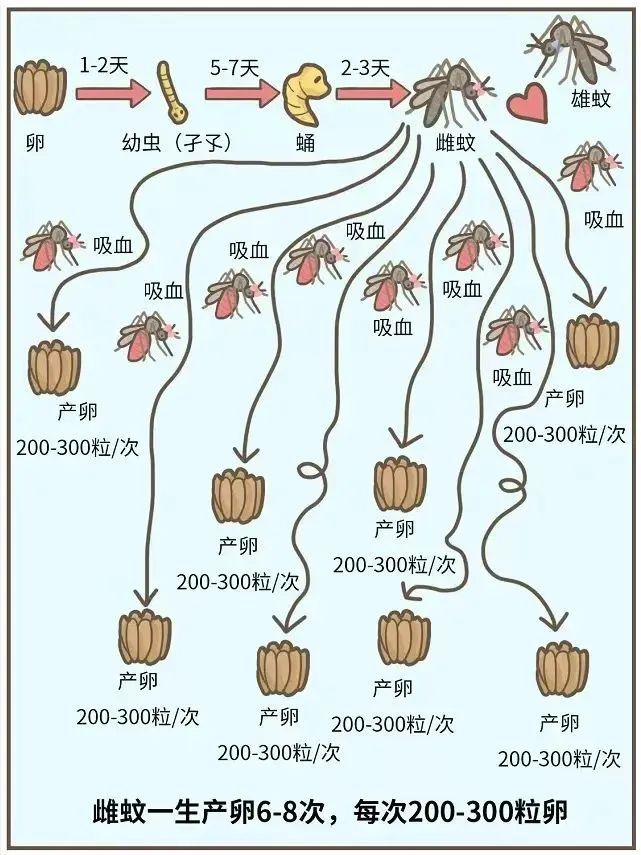 动起来！室内外所有蚊虫孳生地，7招快速清除→