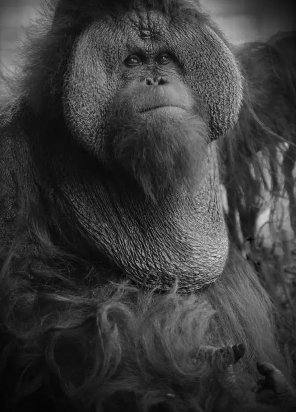 不是爱，是“害”！上海动物园“顶流网红”频遭投喂，甚至还被喂了干燥剂？