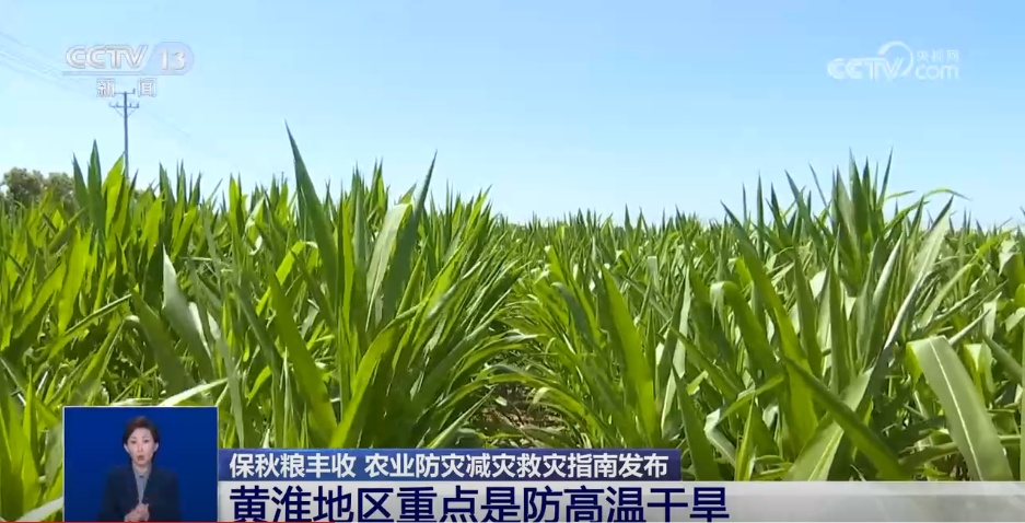 战旱情、保秋收 多部门多管齐下守护粮食安全