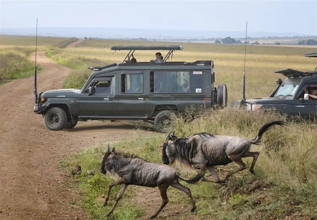 非洲动物大迁徙通道遭游客阻塞，导致角马无法过河甚至受惊摔伤