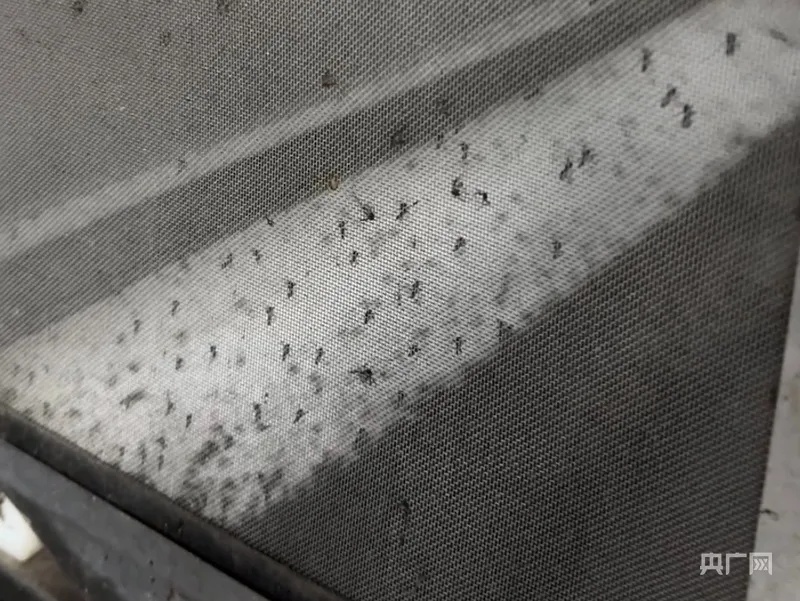 周产五百万只“绝育雄蚊”！强势阻击基孔肯雅热！网友关心的“后遗症”是怎么回事？