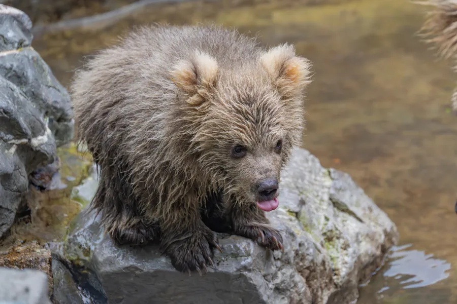 不是爱，是“害”！上海动物园“顶流网红”频遭投喂，甚至还被喂了干燥剂？
