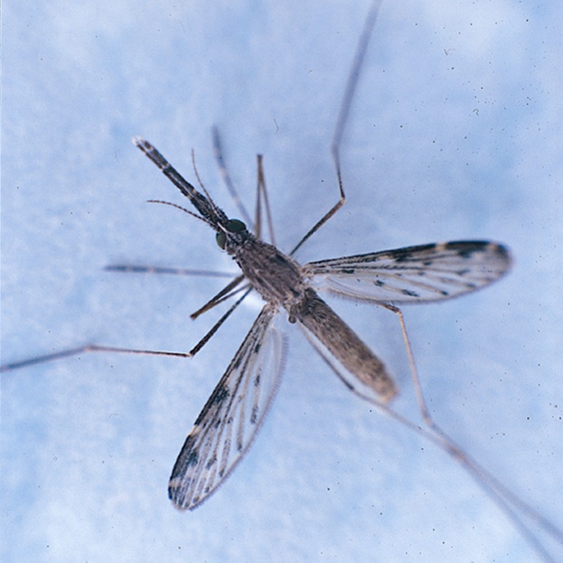 动起来！室内外所有蚊虫孳生地，7招快速清除→