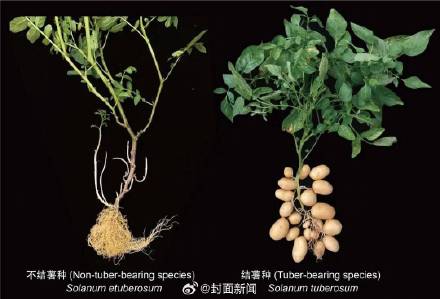 难怪吃薯条要蘸番茄酱!原来土豆的妈妈是番茄 难怪吃薯条要蘸番茄酱!原来土豆的妈妈是番茄