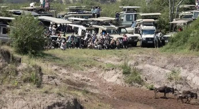 非洲动物大迁徙通道遭游客阻塞，导致角马无法过河甚至受惊摔伤