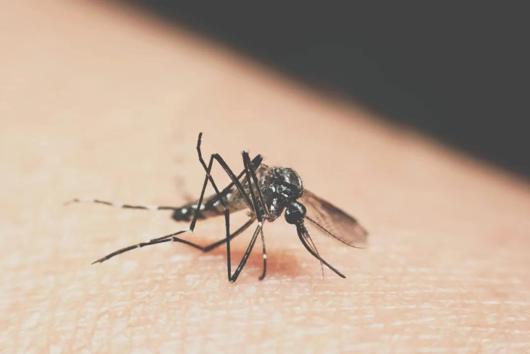 一只蚊子杀死你的概率很小，但绝对不是0