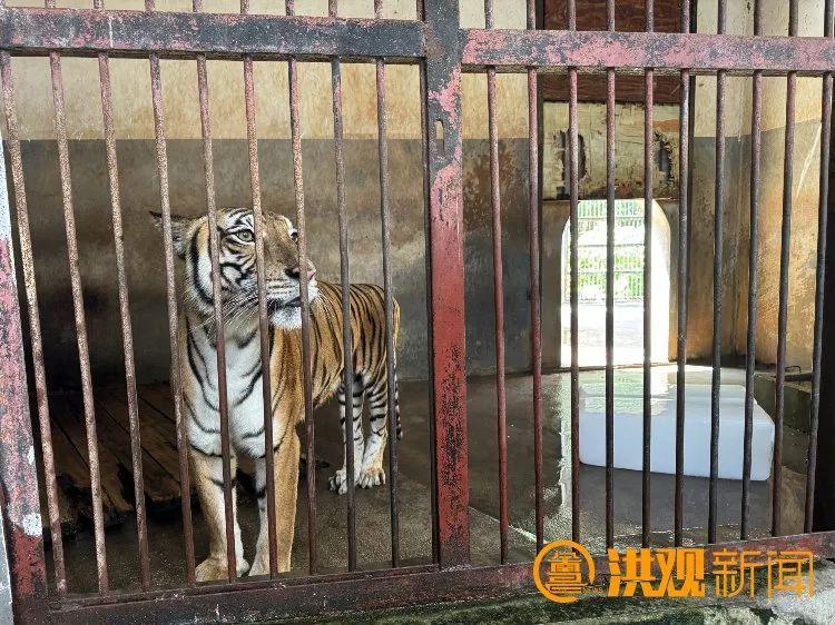 看!南昌这些动物们如何花式“避暑” 看!南昌这些动物们如何花式“避暑”