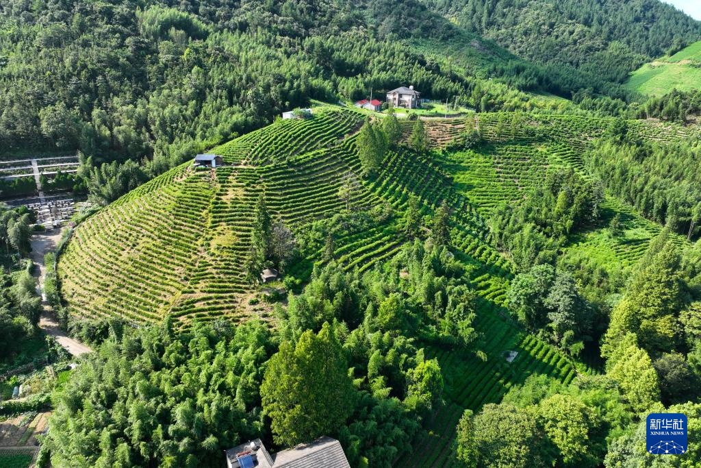 活力中国调研行｜杭州径山村的绿色新活力