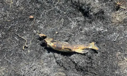 从天而降的鱼引发加拿大林火 涉事“嫌疑鸟”仍在逃