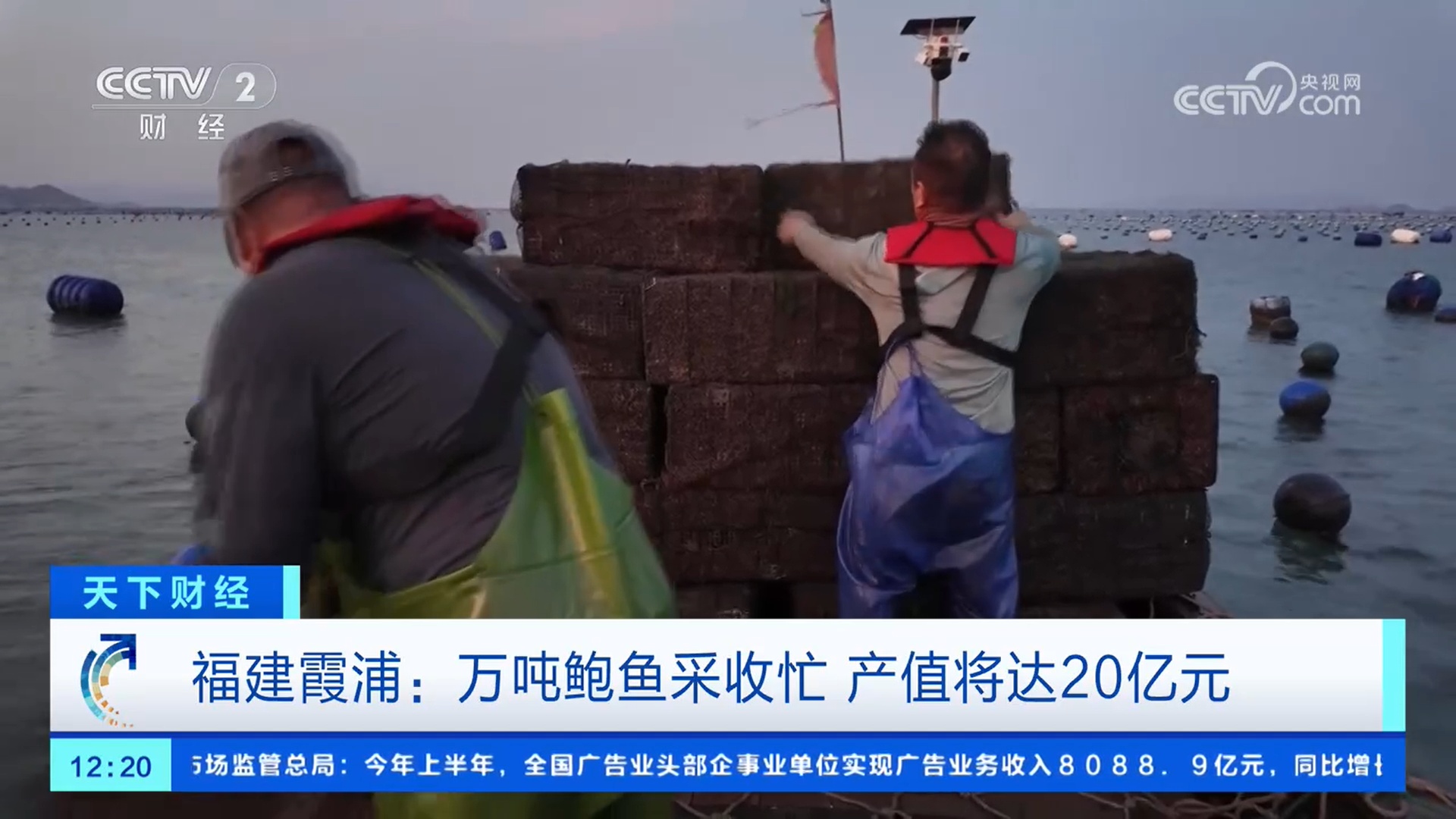 鲍鱼丰收 海洋牧场一片繁忙 鲍鱼丰收 海洋牧场一片繁忙