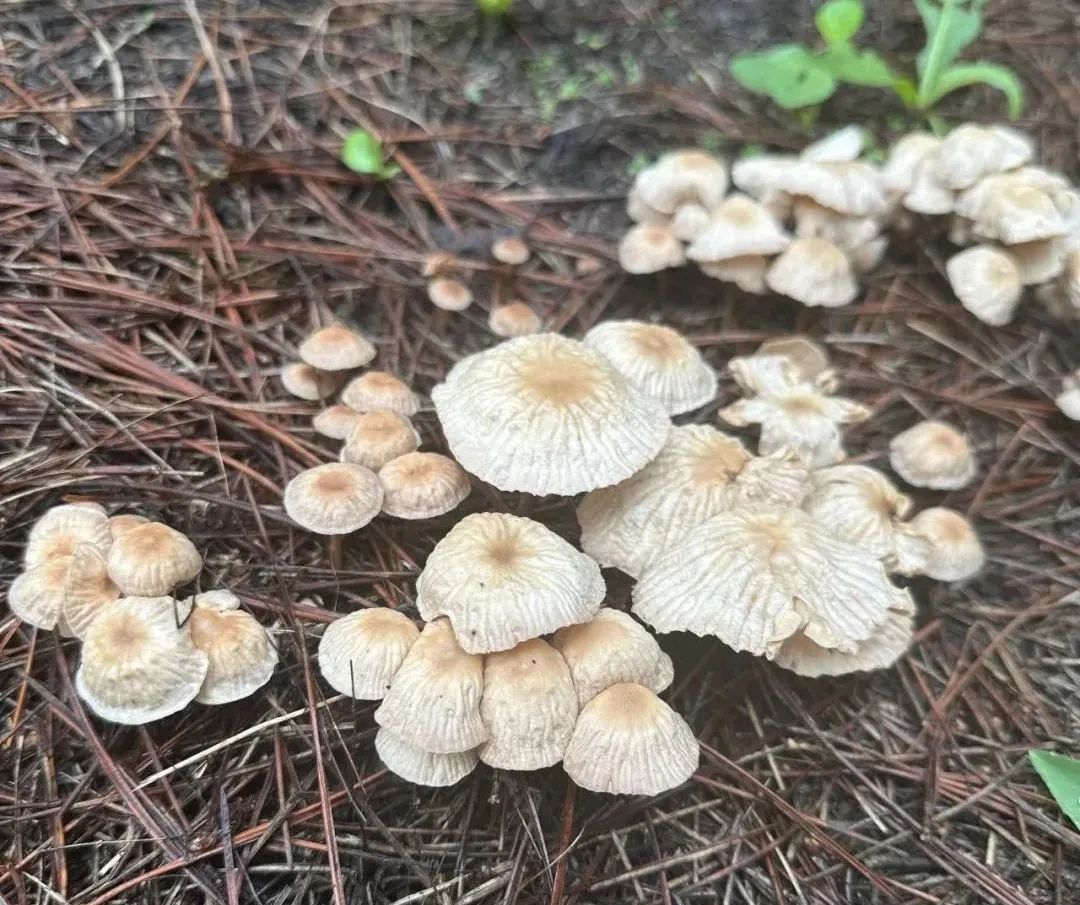 雨后大量出现,可致人中毒!提醒→ 雨后大量出现,可致人中毒!提醒→