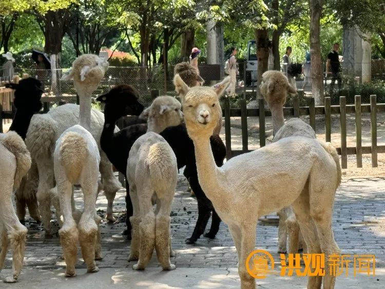 看!南昌这些动物们如何花式“避暑” 看!南昌这些动物们如何花式“避暑”