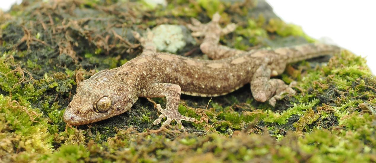 海南万宁发现壁虎属新物种“刘氏壁虎”