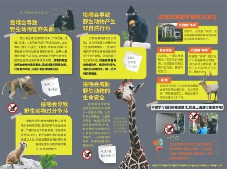杜绝投喂！昔日网红“西郊潦草小熊”已出现乞食行为！上海动物园熊狼展区将进行改造