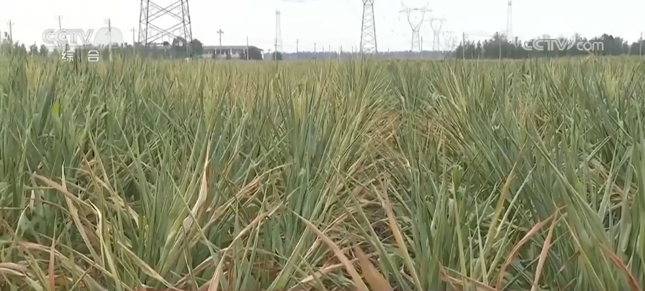 抗旱保供与时间赛跑 各地全力应对持续高温天气