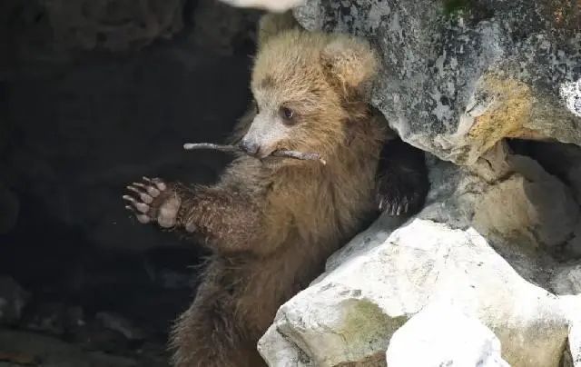 杜绝投喂！昔日网红“西郊潦草小熊”已出现乞食行为！上海动物园熊狼展区将进行改造