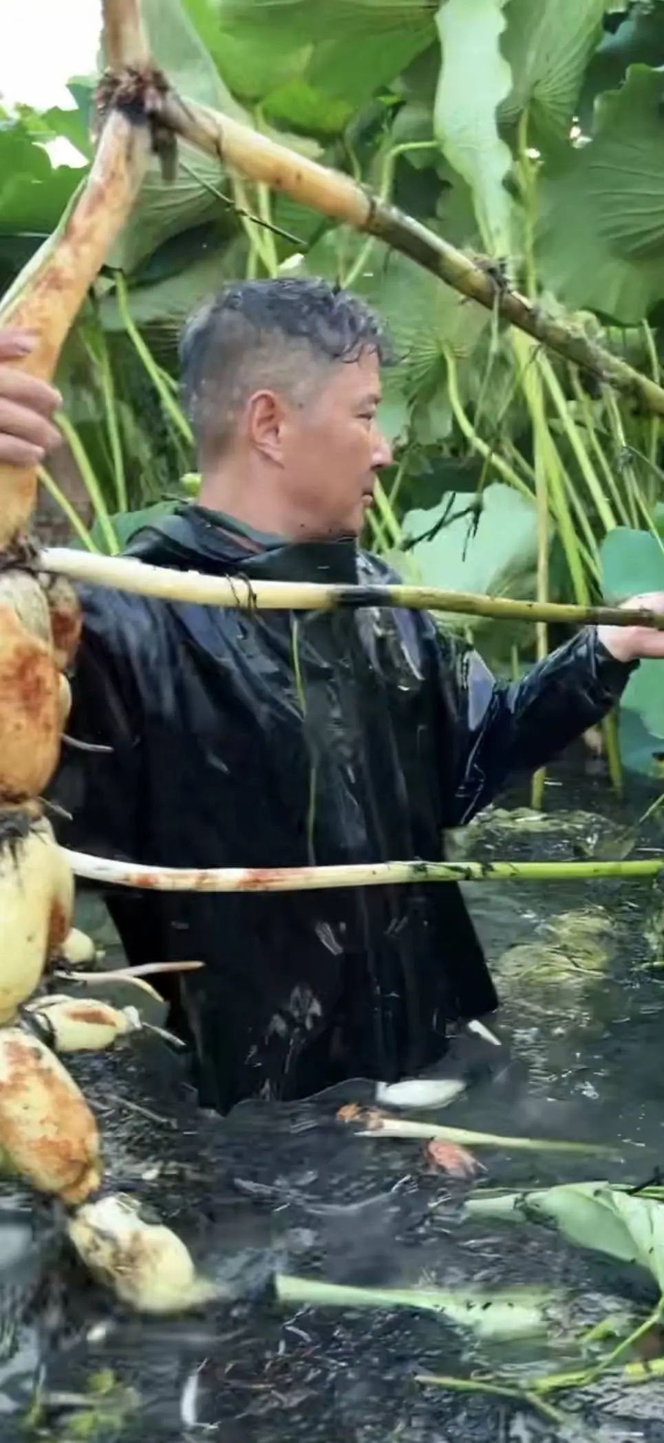 以防你没见过3米高的完整莲藕 以防你没见过3米高的完整莲藕