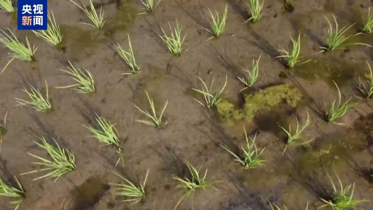 北半球多地遭遇热浪 日本一周18人死亡 伊朗气温或达50℃