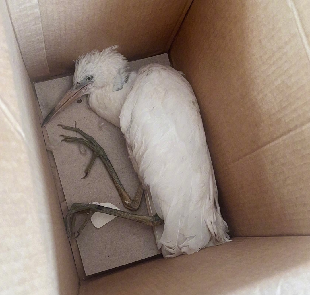 暖心邂逅！受伤白鹭，牵动着他们的心