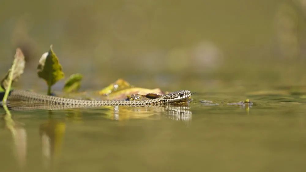 云南拍到这一珍贵影像! 云南拍到这一珍贵影像!