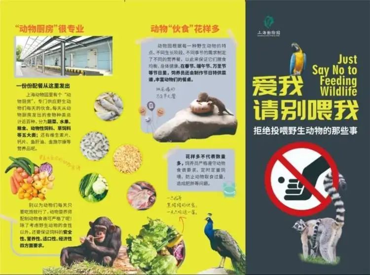 杜绝投喂！昔日网红“西郊潦草小熊”已出现乞食行为！上海动物园熊狼展区将进行改造