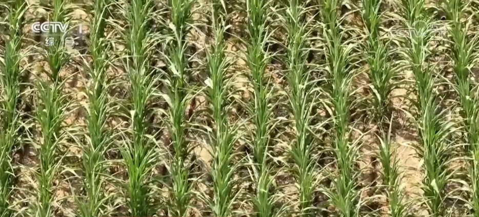 抗旱保供与时间赛跑 各地全力应对持续高温天气
