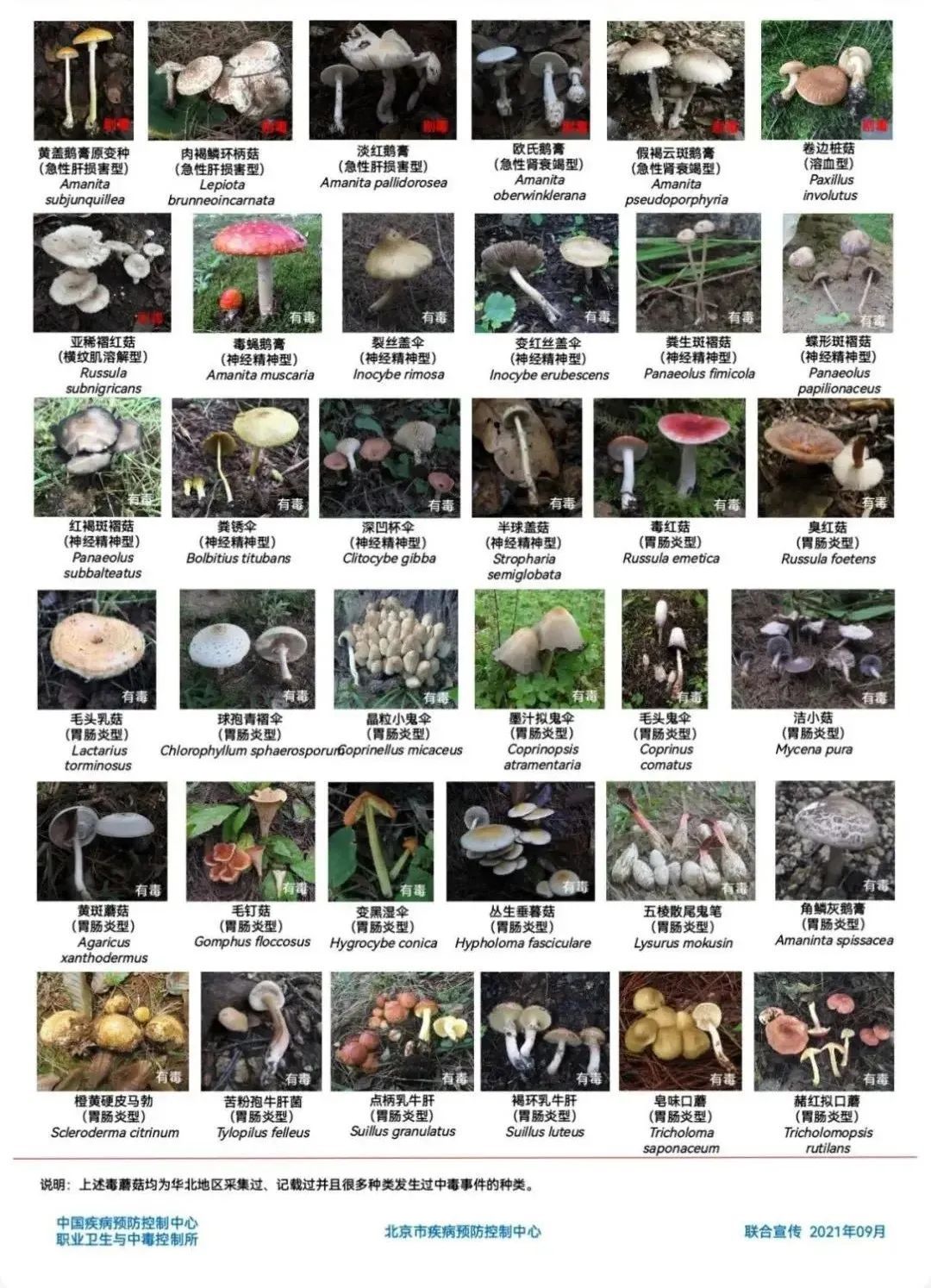 雨后大量出现！别摘、别买、别吃