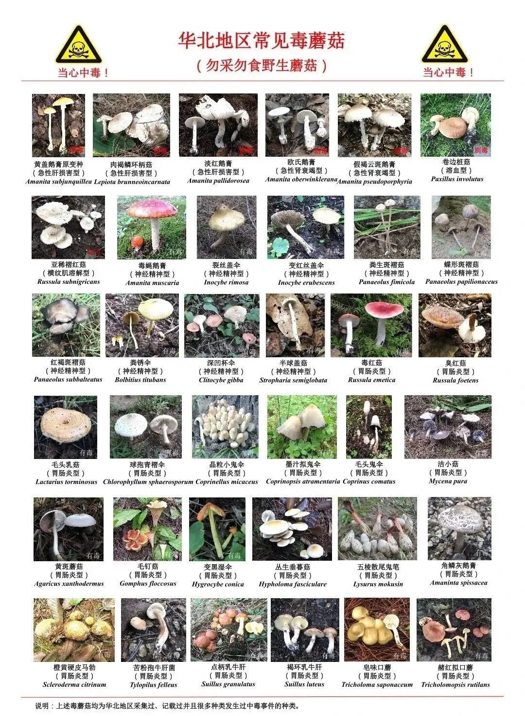 雨后大量出现,可致人中毒!提醒→ 雨后大量出现,可致人中毒!提醒→