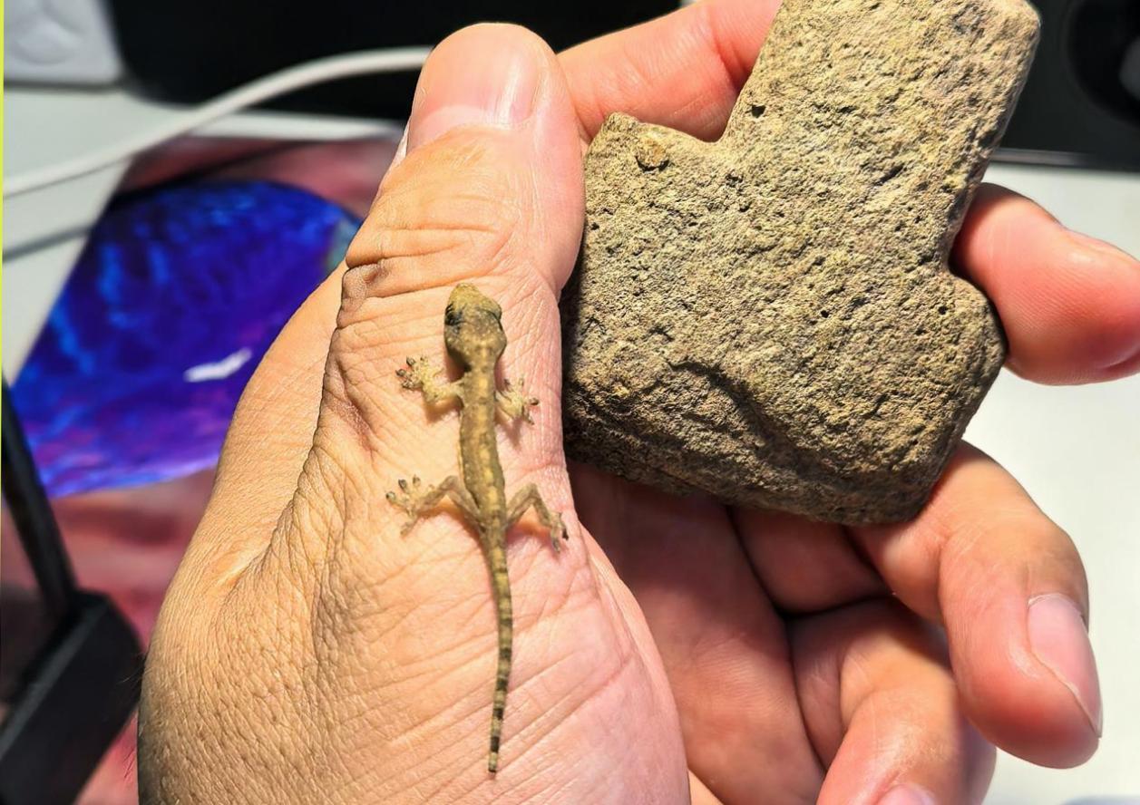 海南万宁发现壁虎属新物种“刘氏壁虎”