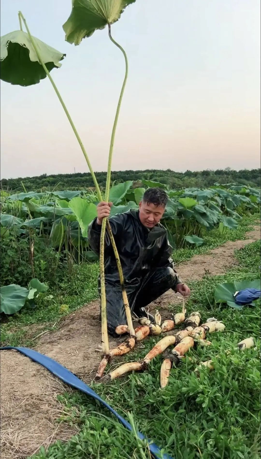 以防你没见过3米高的完整莲藕 以防你没见过3米高的完整莲藕