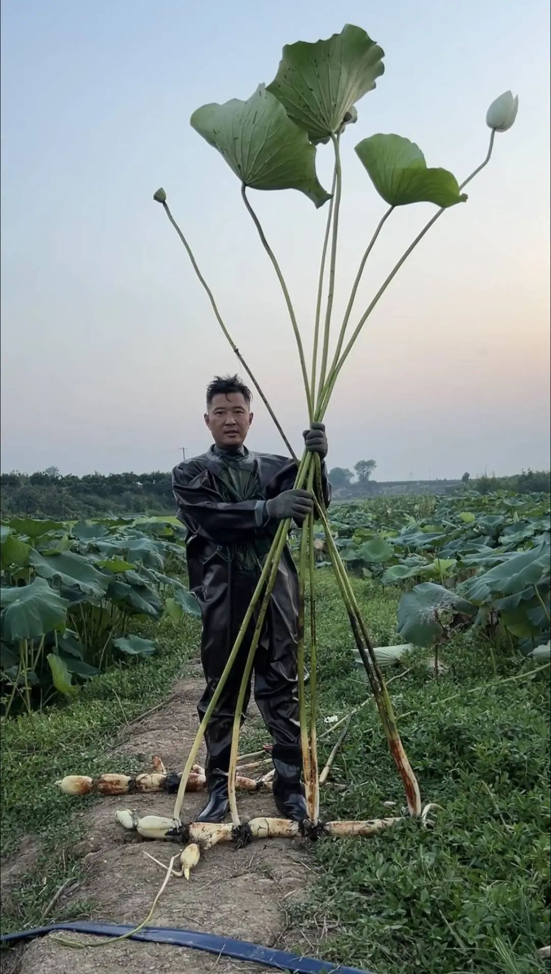 以防你没见过3米高的完整莲藕 以防你没见过3米高的完整莲藕