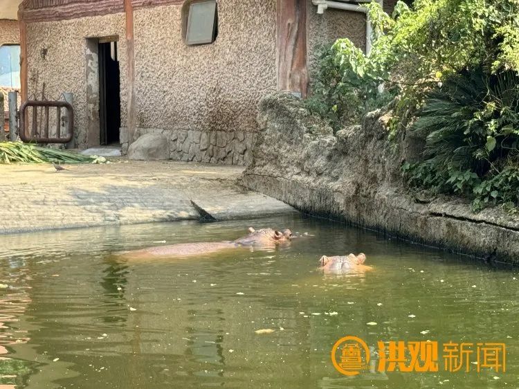 看!南昌这些动物们如何花式“避暑” 看!南昌这些动物们如何花式“避暑”