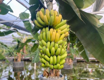 "香蕉是放射性水果，常吃致癌？"网友担忧！上海专家发声