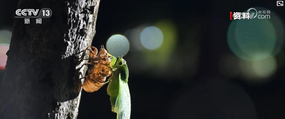 文化中国行丨从“蜩始鸣”到“寒蝉鸣” 文物中感受节气之美