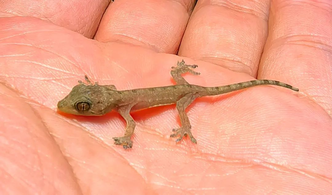 海南发现新物种!仅分布在这些地方→ 海南发现新物种!仅分布在这些地方→