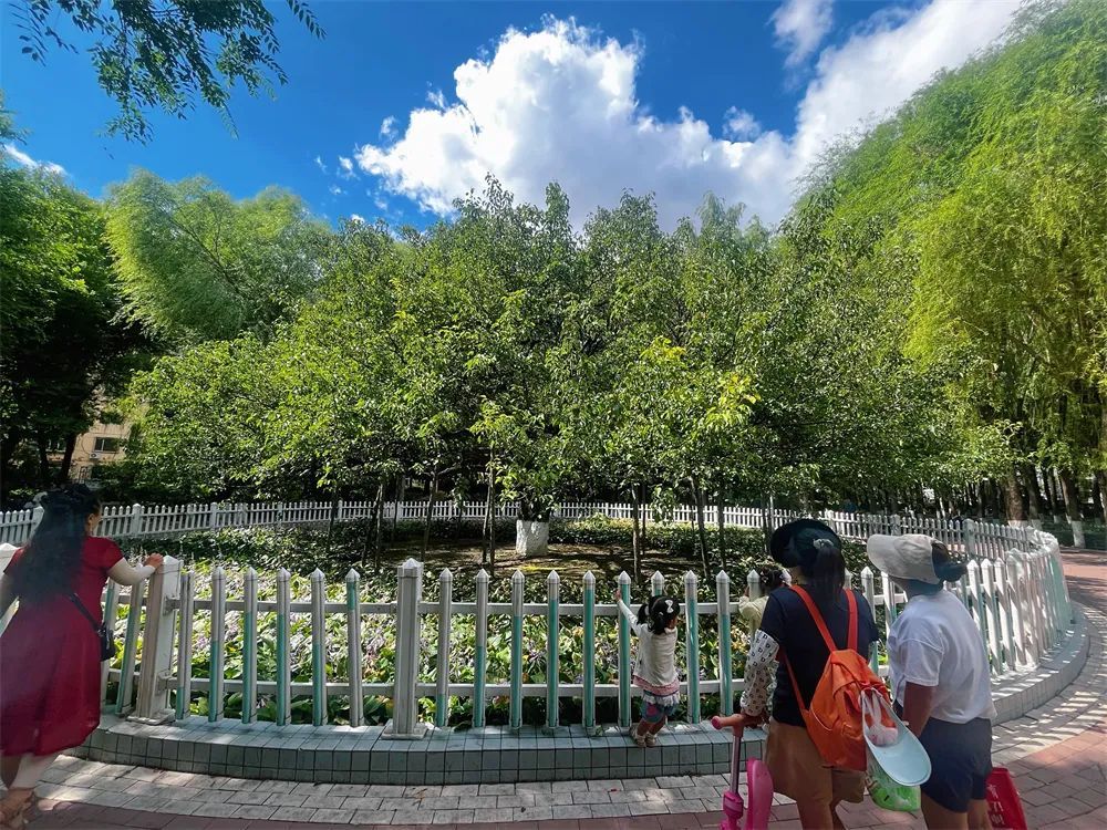 春华秋实的故事写了139年!哈尔滨古梨园百年老树悄然结果 春华秋实的故事写了139年!哈尔滨古梨园百年老树悄然结果