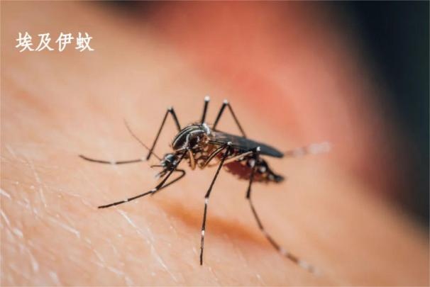 伊蚊传——一只伊蚊的“蚊生”总结