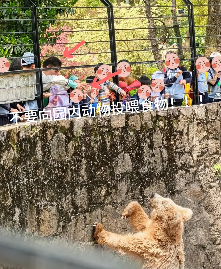 上海动物园“顶流网红”被投喂干燥剂？园方回应：将整改，并征询公众建议