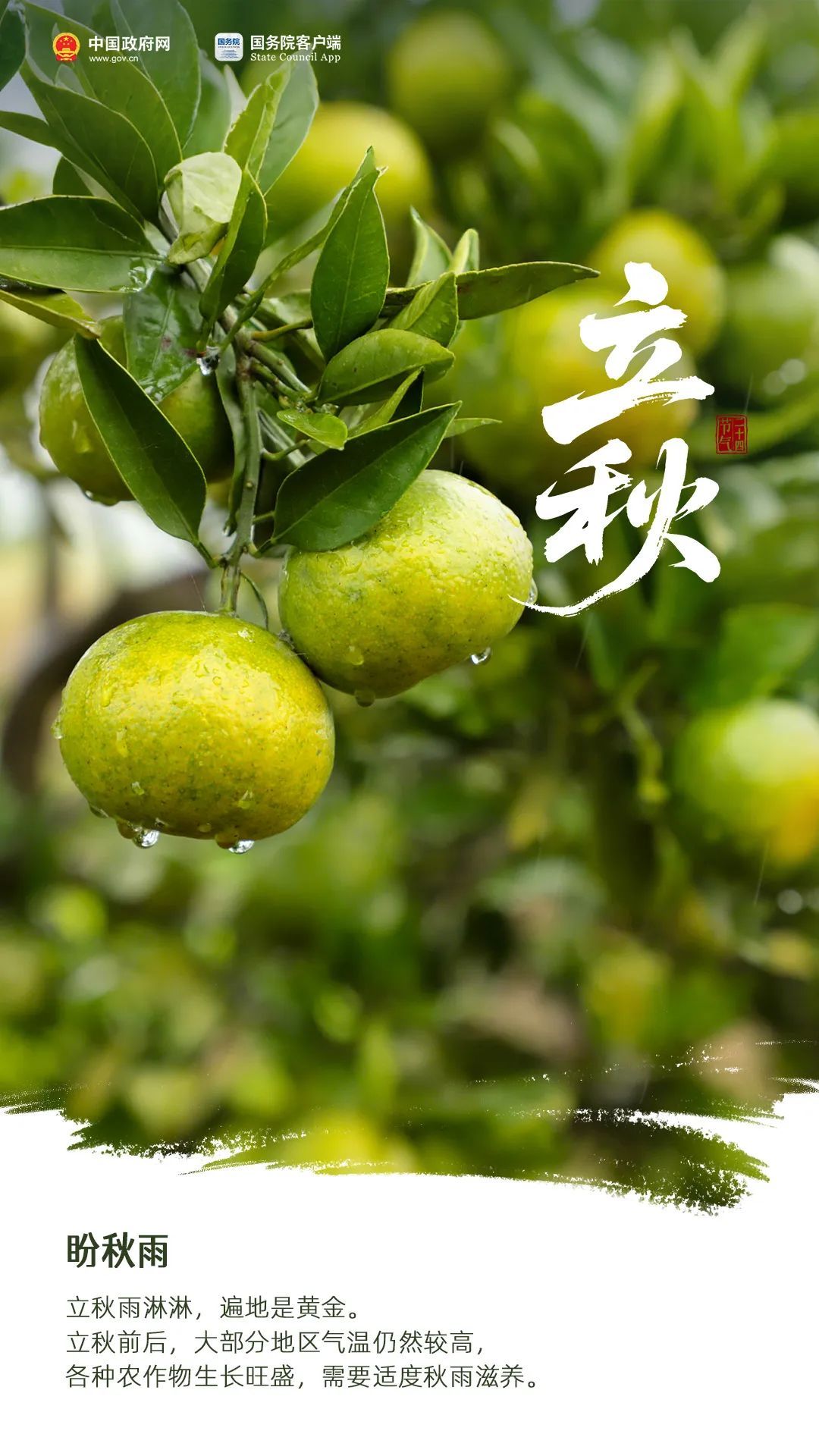 今日立秋 | 想道“天凉好个秋”？其实……