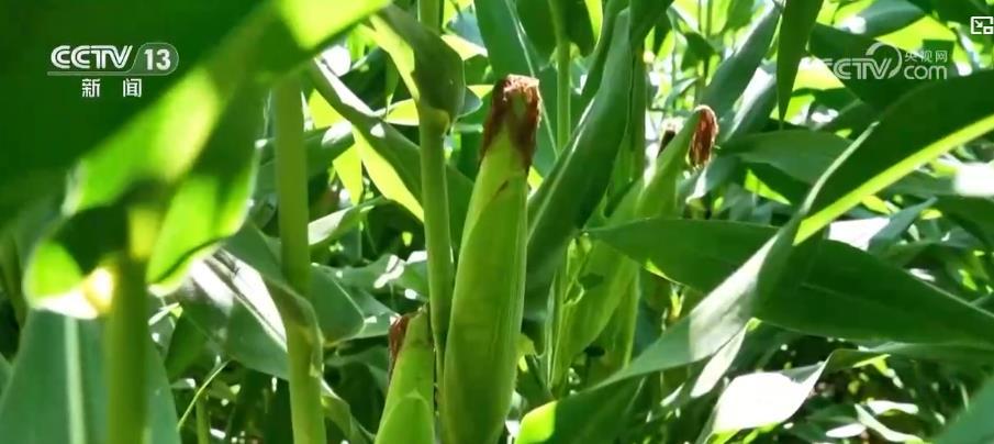 立秋时节：丰收在望，各地秋收秋庆活动丰富多彩