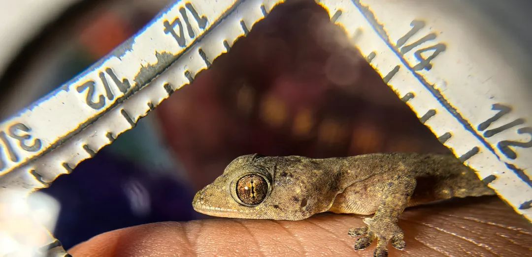 海南发现新物种!仅分布在这些地方→ 海南发现新物种!仅分布在这些地方→